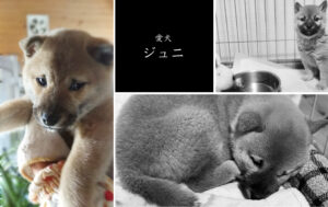 一雲の愛犬、ジュニ