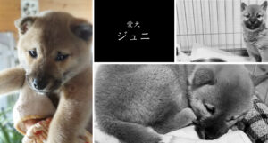 一雲の愛犬、ジュニ