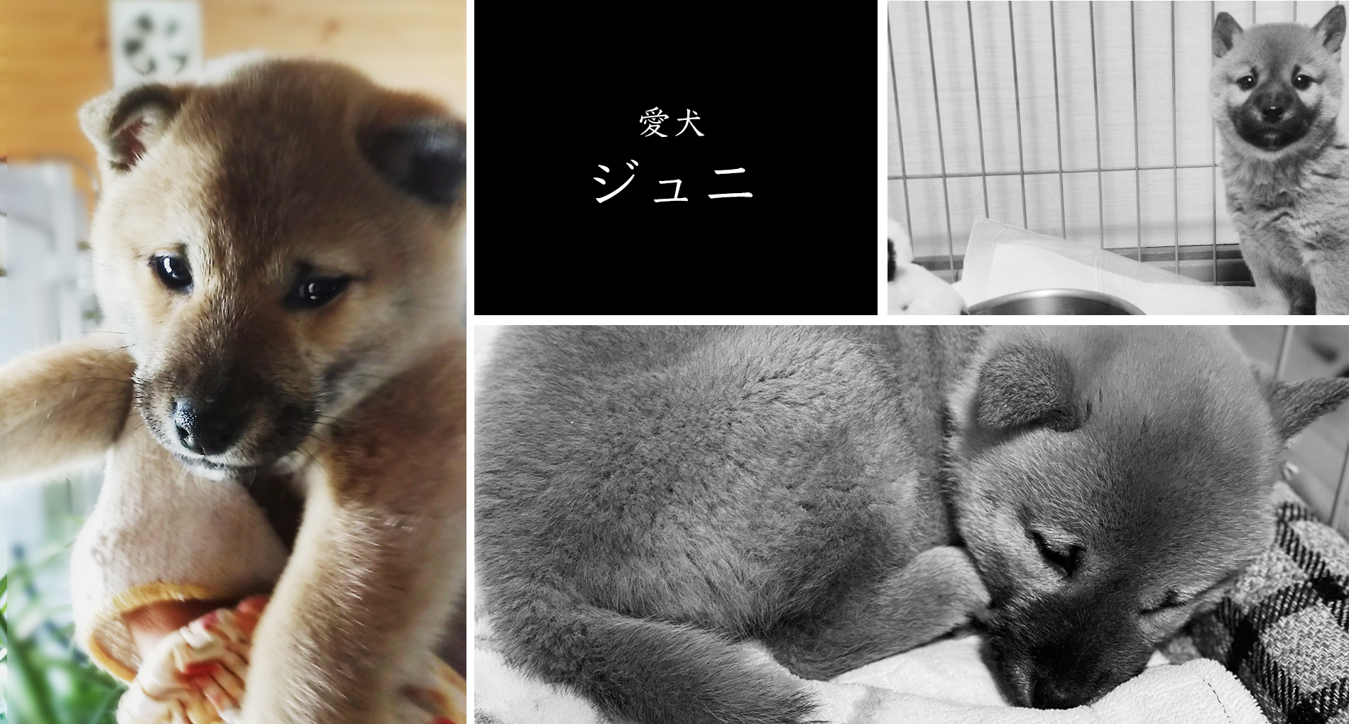 一雲の愛犬、ジュニ