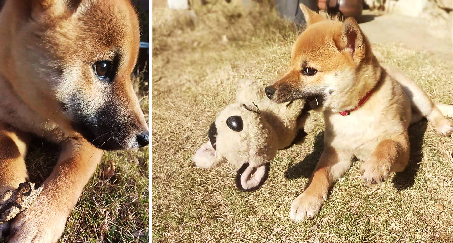 一雲の愛犬、ジュニ